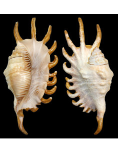 Caracola de mar Lambis millepeda 2