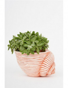 Tiesto caracola resina