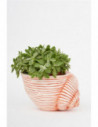 Tiesto caracola resina