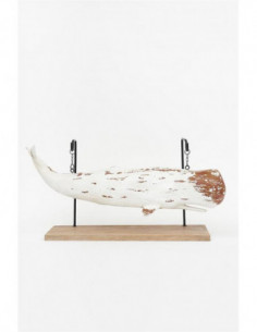 Ballena figura marina