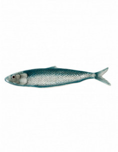 Plato de sardina azul cristalino