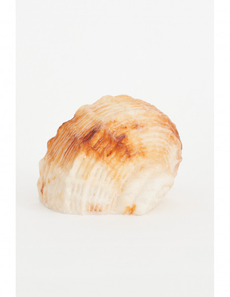 Lámpara diseño caracola náutico