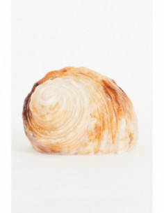 Lámpara diseño caracola náutico 2