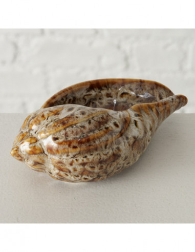 Caracola melo diadema marrón