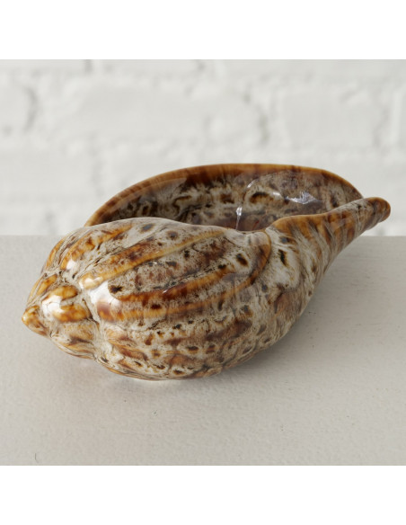 Caracola melo diadema marrón