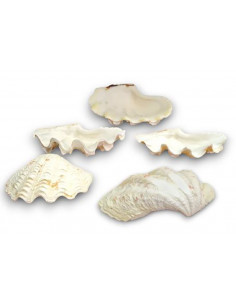 Concha marina Tridagna 2