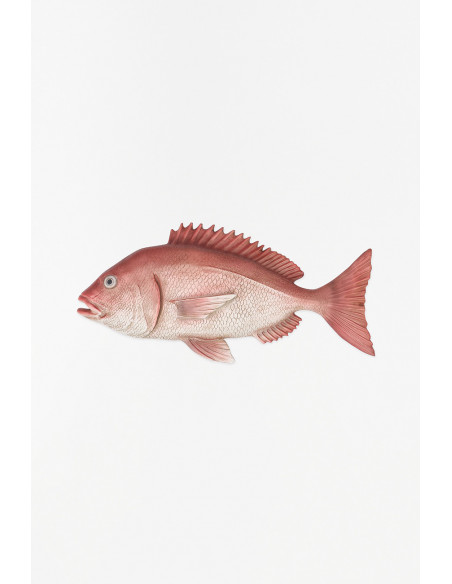 Pez colgante rojo 