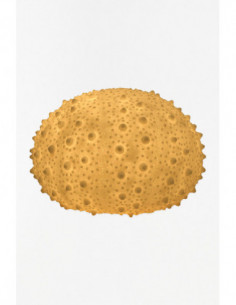 Lámpara erizo de mar 