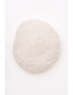 Lámpara de coral marino  2