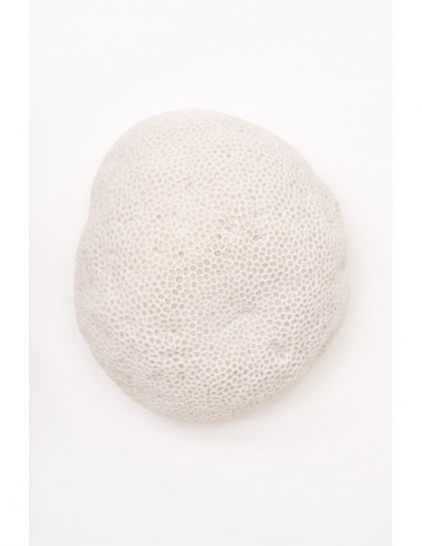  Coral blanco decorativo 