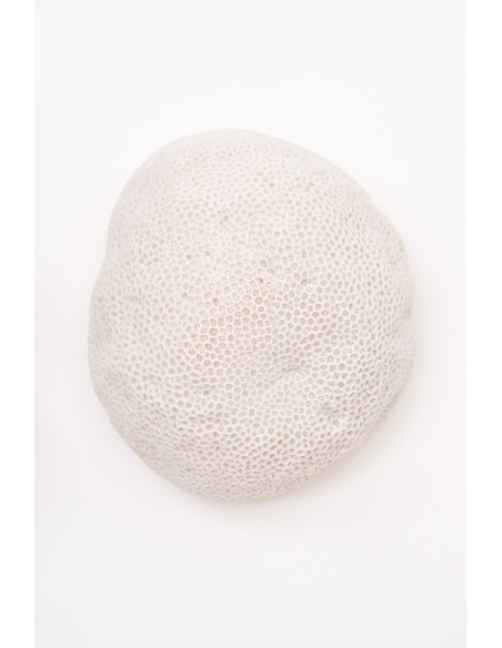  Coral blanco decorativo 