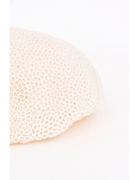  Coral de resina 