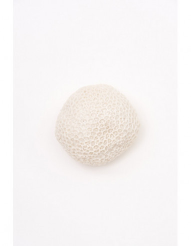  Coral blanco 