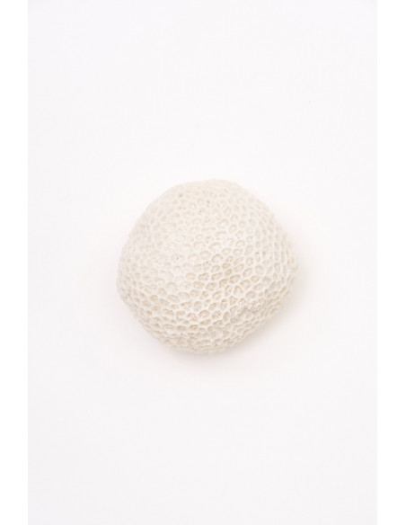  Coral blanco 