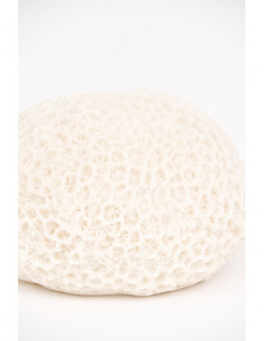 Coral blanco marino 