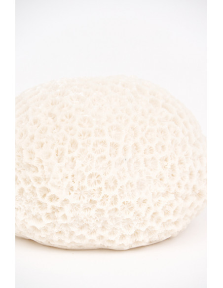  Coral blanco marino 