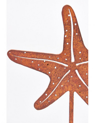  Estrella de mar decorativa 