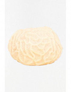 Coral pequeño decorativo 