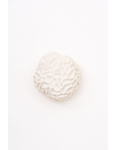  Coral blanco navy 