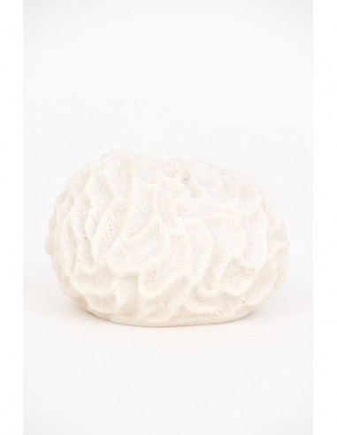  Coral marítimo blanco 