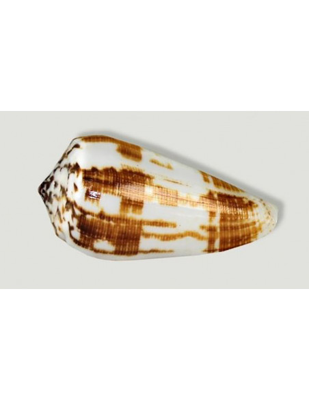 Caracola Conus Magnus