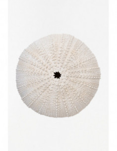 Erizo de resina marino 