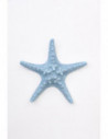 Estrella de mar celeste 