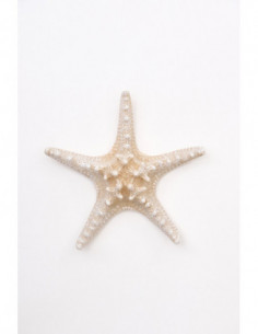 Estrella de mar celeste  2