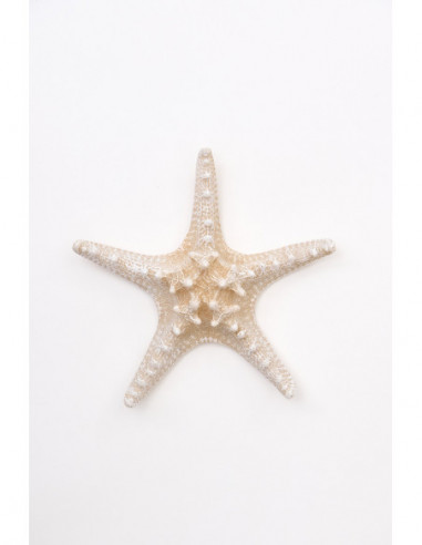  Estrella de mar blanco 