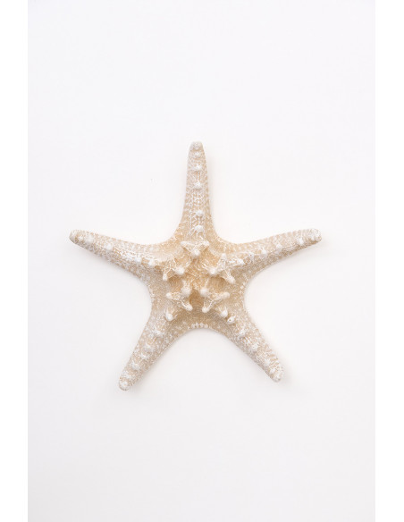  Estrella de mar blanco 