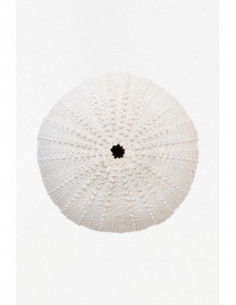 Erizo de resina grande 