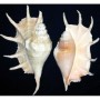caracola lambys truncata África