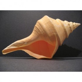 Caracola Syrinx Aruanus