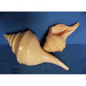 Caracola Syrinx Aruanus 2