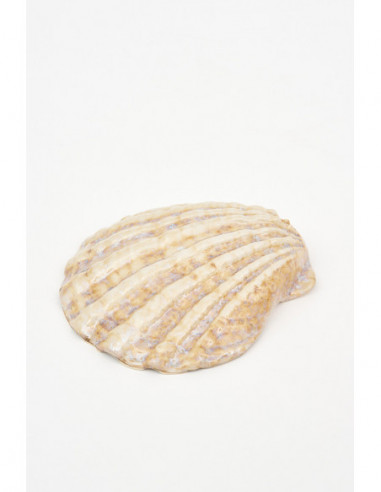  Concha blanca de cerámica 