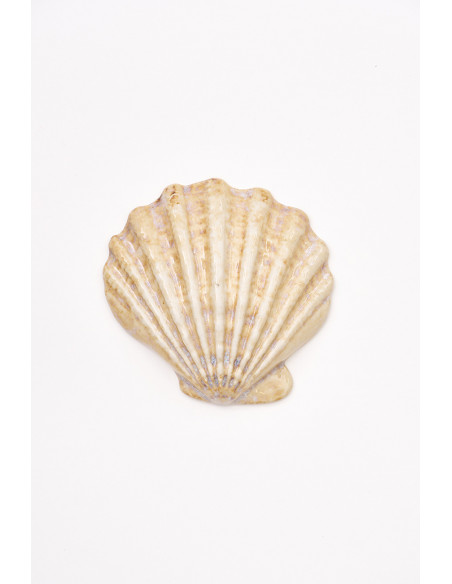  Concha crema decorativa 