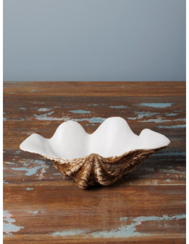 concha decorativa 