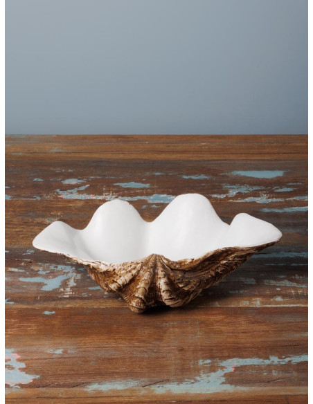 concha decorativa 