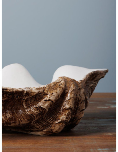  concha decorativa 