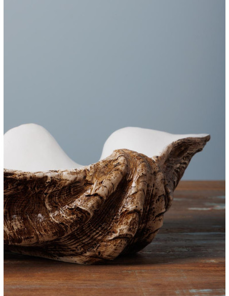  concha decorativa 