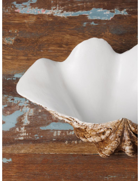  concha decorativa 