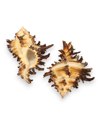 Caracola marina Murex Endivia
