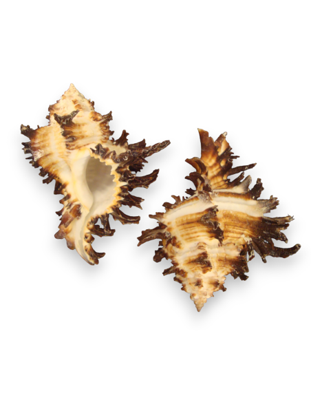 Caracola marina Murex Endivia