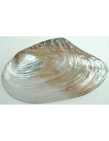 Concha maseo nácar pareja