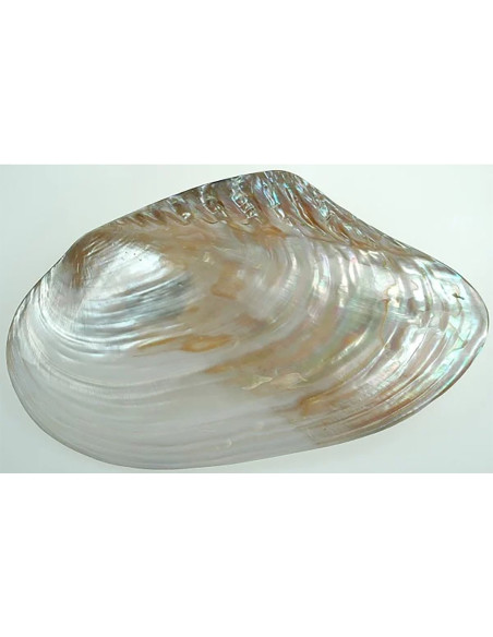 Concha maseo nácar pareja