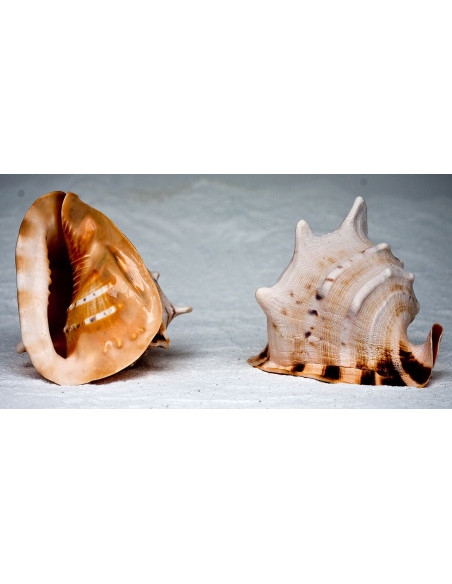Caracola de mar cassis ccornuta