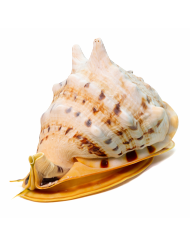 Caracola de mar cassis ccornuta