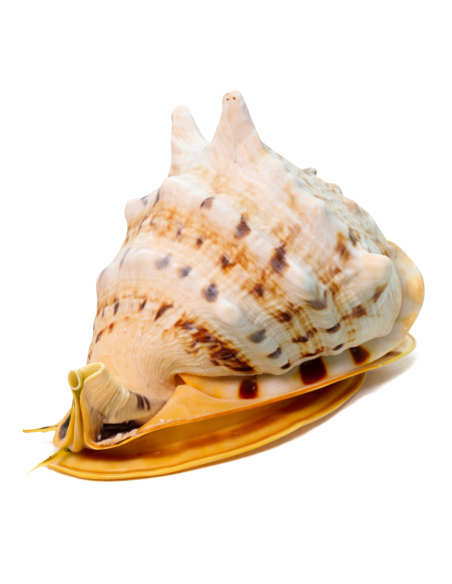 Caracola de mar cassis ccornuta