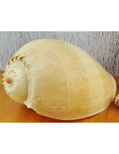 Concha Melo Diadema