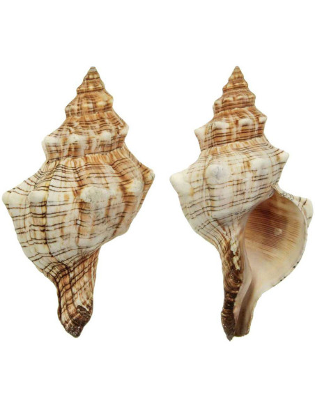 Caracola Fasciolaria Trapecium